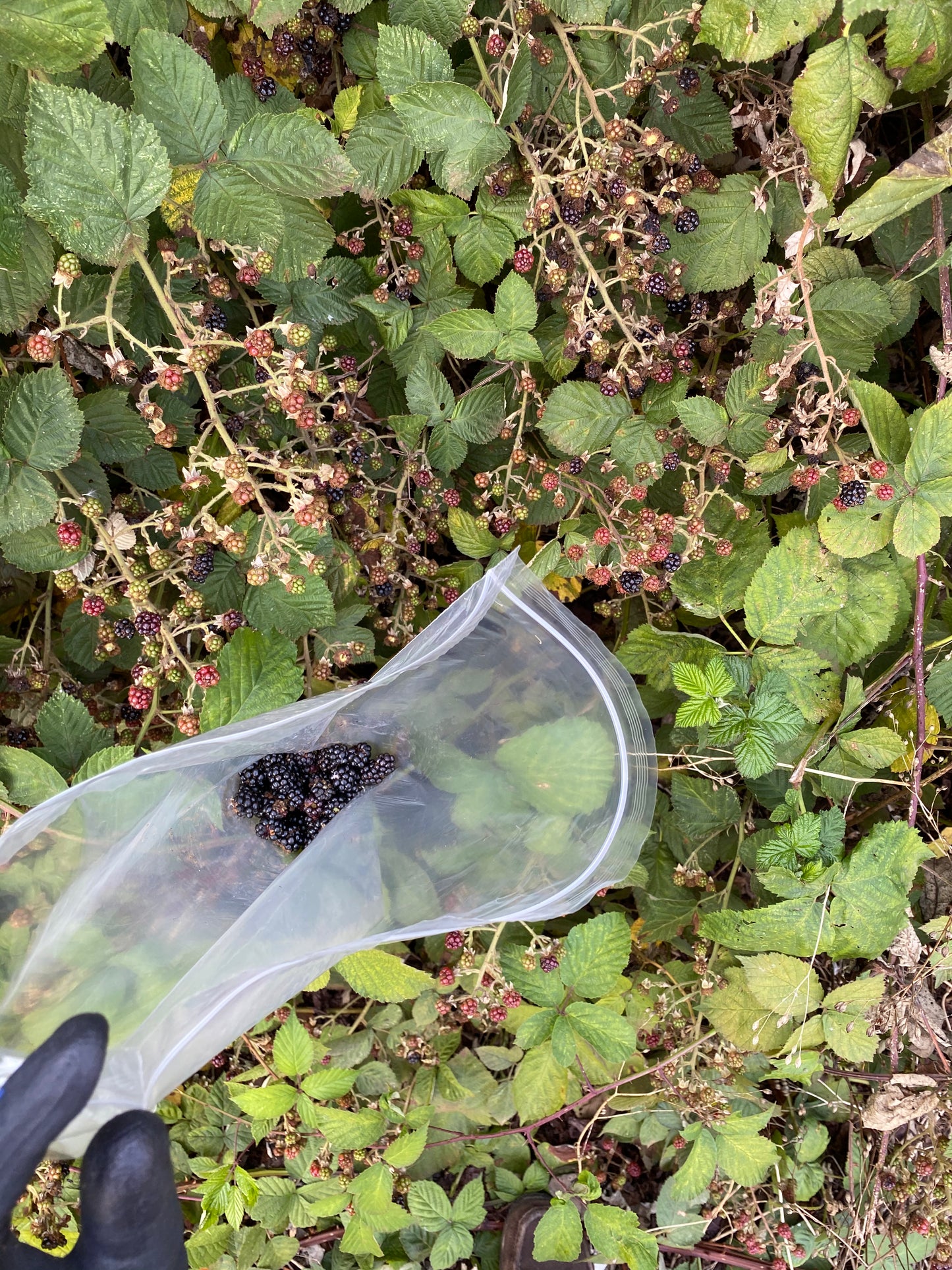 Blue Faced Leicester Hand Dyed Yarn